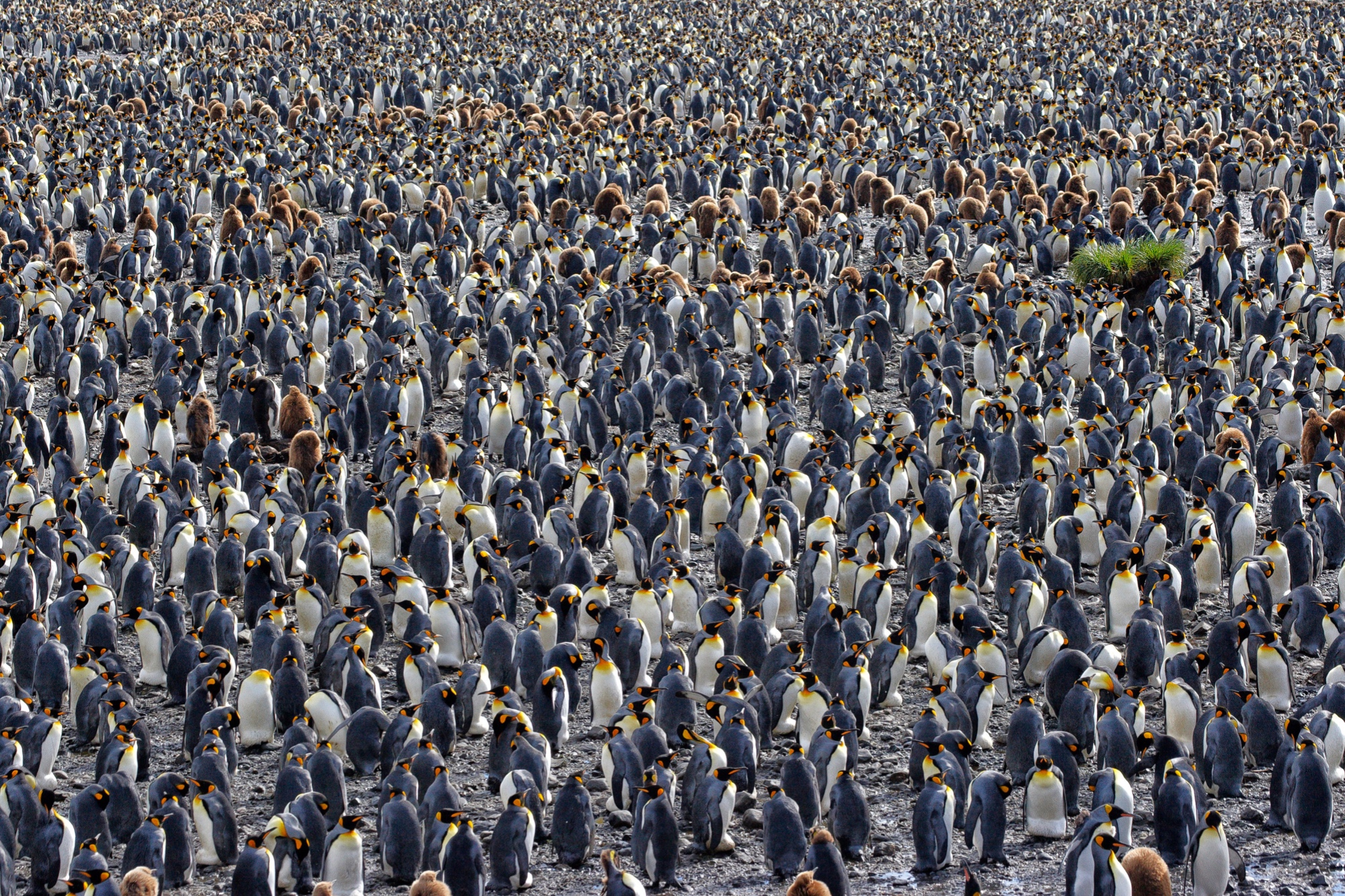 king penguins at Salisbury Plain